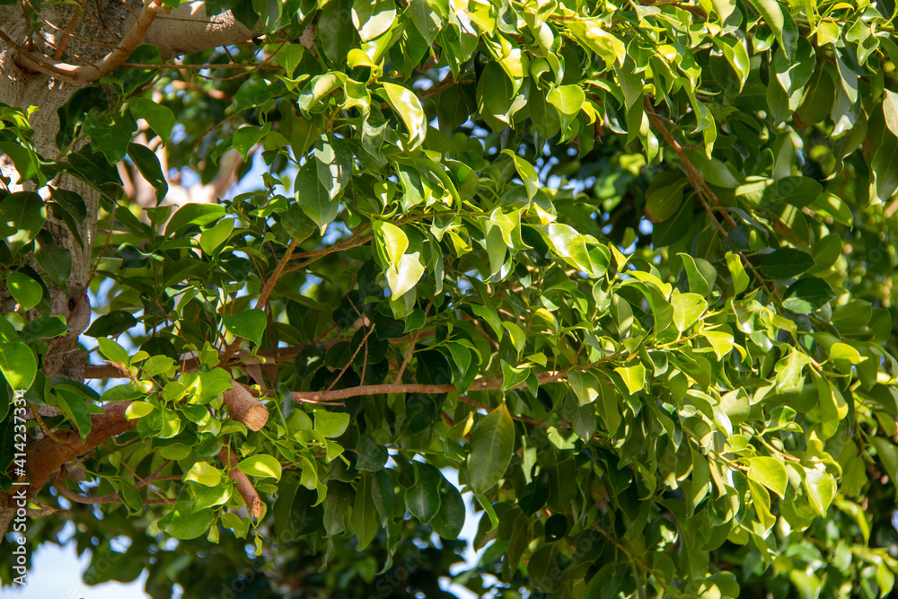 bright sunny view looking up into tall lush tree canopy with details on leaves and shadows bright sunny view looking up into tall lush tree canopy with details on leaves and shadows