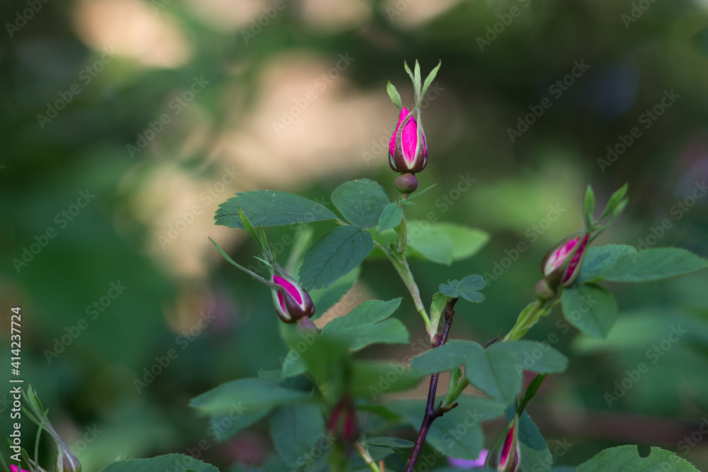 Pink unopened buds on the branch of wild rose. Pink unopened buds on the branch of wild rose.
