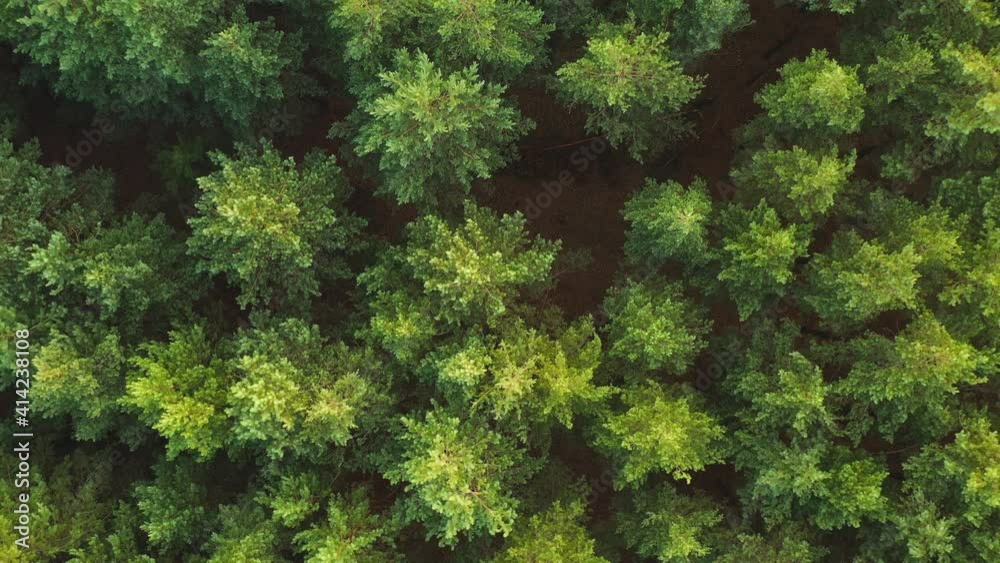 Forest fir tree pines ecosystem tranquil and peaceful rural scenic national park wilderness coniferous scenery woodland summer drone aerial countryside landscape top overhead view