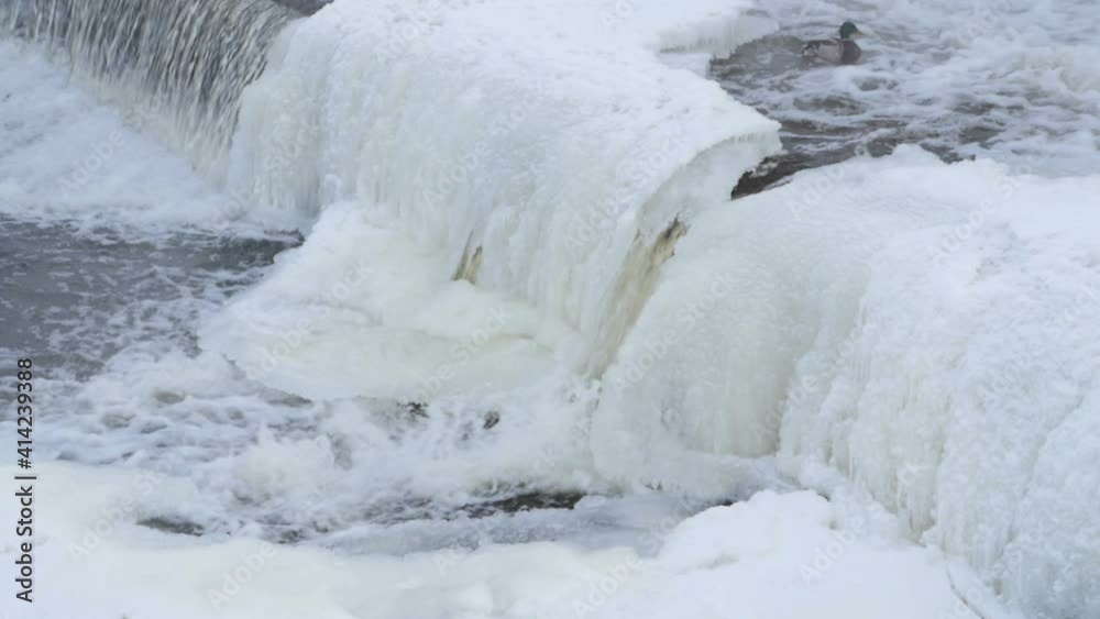 duck bird at the winter unfrozen waterfall duck bird at the winter unfrozen waterfall