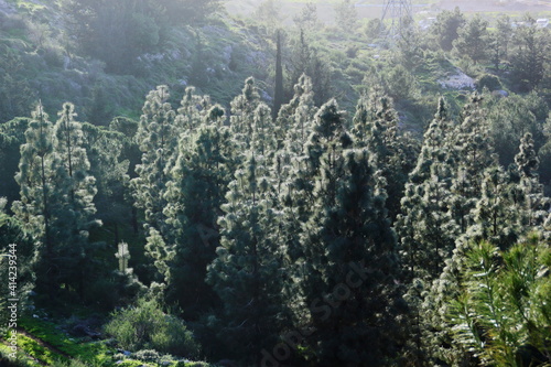Himalayan pine trees on the sunshine light. 