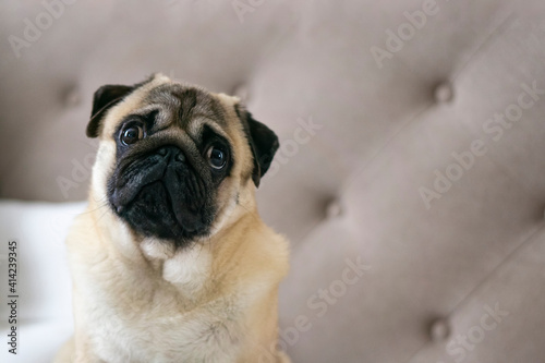 Fototapeta Naklejka Na Ścianę i Meble -  Adorable Dog cute pug breed happiness and smile on brown color background,purebred dog pug breed Concept .vertical.