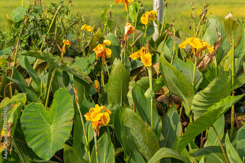 Bullapur, Karnataka, India - November 9, 2013: Bunch of wild yellow-orange canna lilies flowers along road with faded green rice field as backdrop.