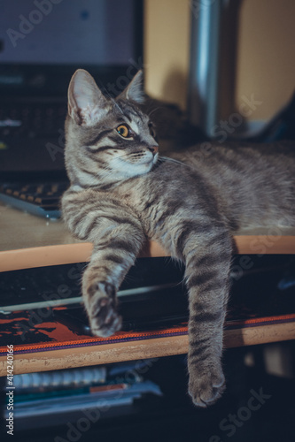 Foto Vertical shot of a cute litten kitten lying on the com