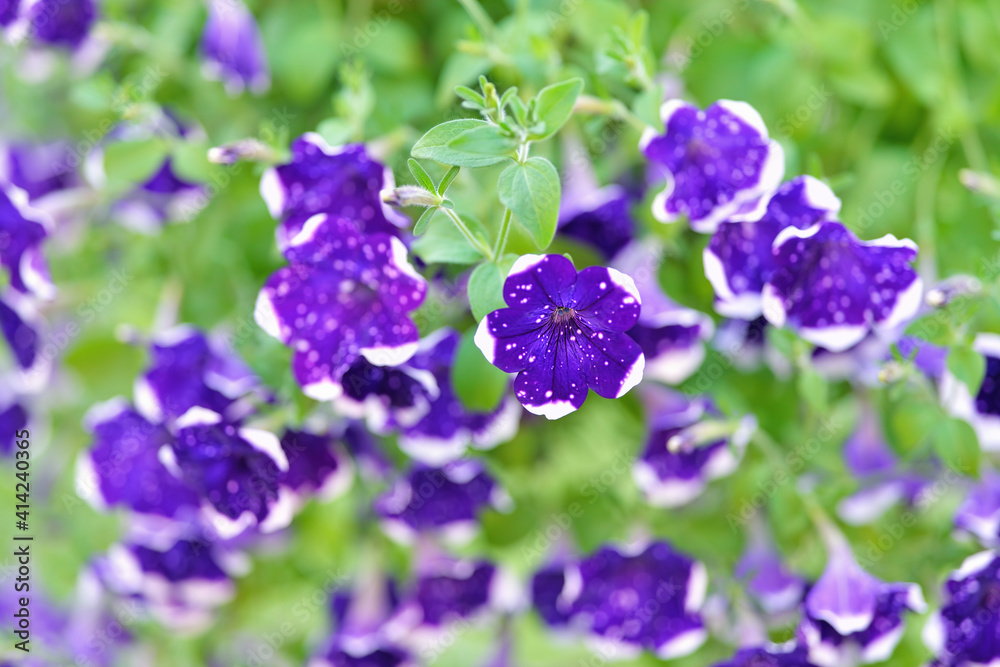 Amazing macro of cosmic blue/violet night star sky petunia or surfinia hybrida flowers. Blooming galaxy surfinia with white spots against green leaves. Colorful decorative flowers on the balcony. Amazing macro of cosmic blue/violet night star sky petunia or surfinia hybrida flowers. Blooming galaxy surfinia with white spots against green leaves. Colorful decorative flowers on the balcony.