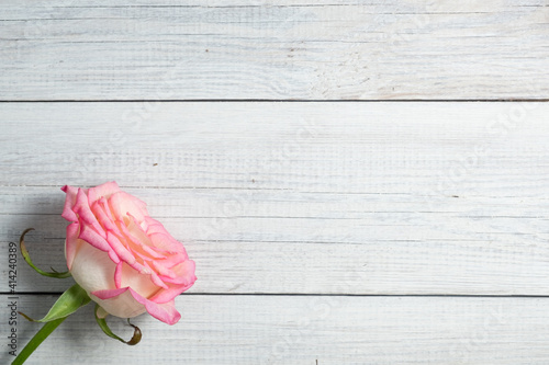 Pink rose on white wooden vintage background.