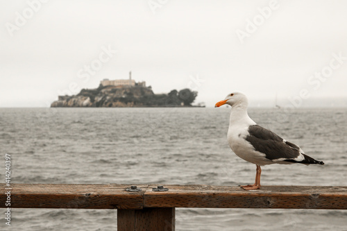 Seagull in front of the infamous Alcatraz Island, San Francisco, California - United States of America aka USA