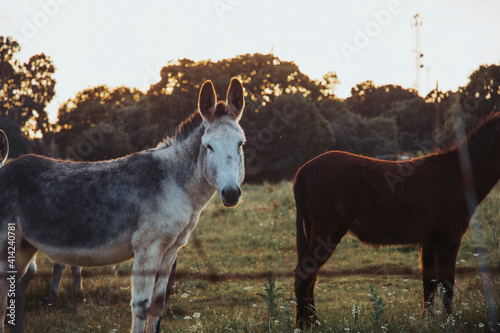 A beautiful grayish donkey on a green pasture