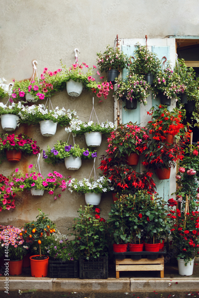 Fototapeta premium a flower shop near the house, pots of flowers are hung on the wall of the house