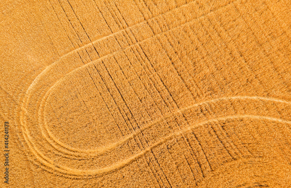 Fototapeta premium Aerial view of wheat field with tractor tracks. Farm from drone view.