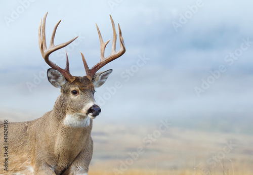 Portrait of a large Whitetail Deer buck in an open meadow, with a moody overcast sky in the background