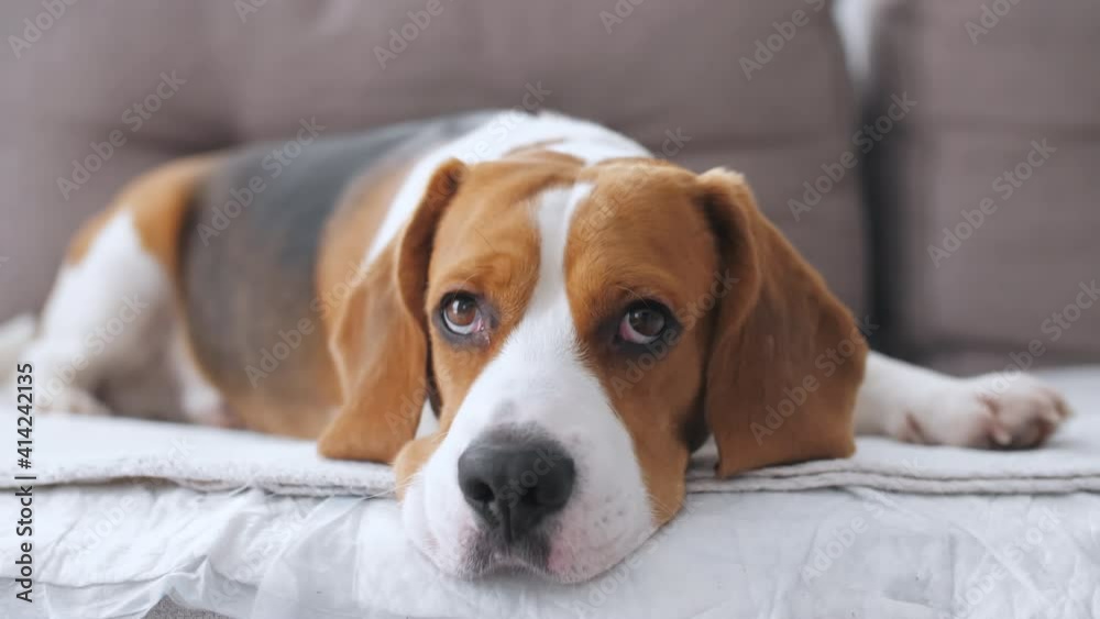 Dog Beagle with sad eyes lies at home in the on the sofa. The puppy is resting. Mans best friend. Slow motion. High quality 4k footage Dog Beagle with sad eyes lies at home in the on the sofa. The puppy is resting. Mans best friend. Slow motion. High quality 4k footage