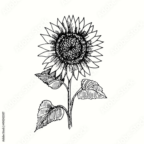 Hand drawn sunflower on stem with leaves front view. Ink black and white drawing. Vector illustration.