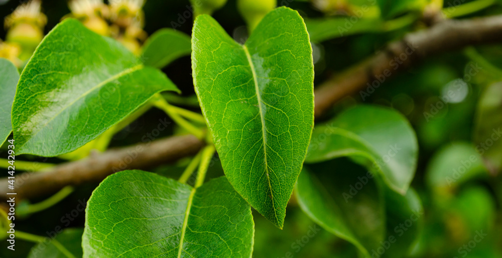 Close up of green spring leaves. Nature ecological background. Young branch. Space for text Close up of green spring leaves. Nature ecological background. Young branch. Space for text