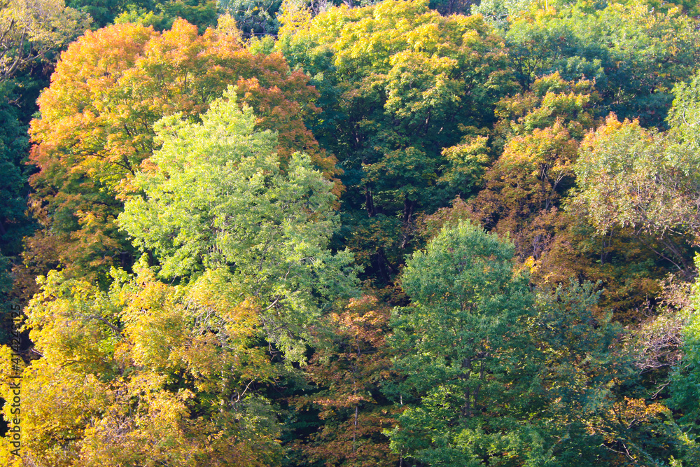 fall autumn forest scene with orange, red, yellow and green season colors fall autumn forest scene with orange, red, yellow and green season colors