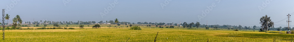 Bullapur, Karnataka, India - November 9, 2013: Panorama view over wide green-yellow landscape with riping rice fields under blue sky. Green spots of foliage sprinkled as belt between the two.