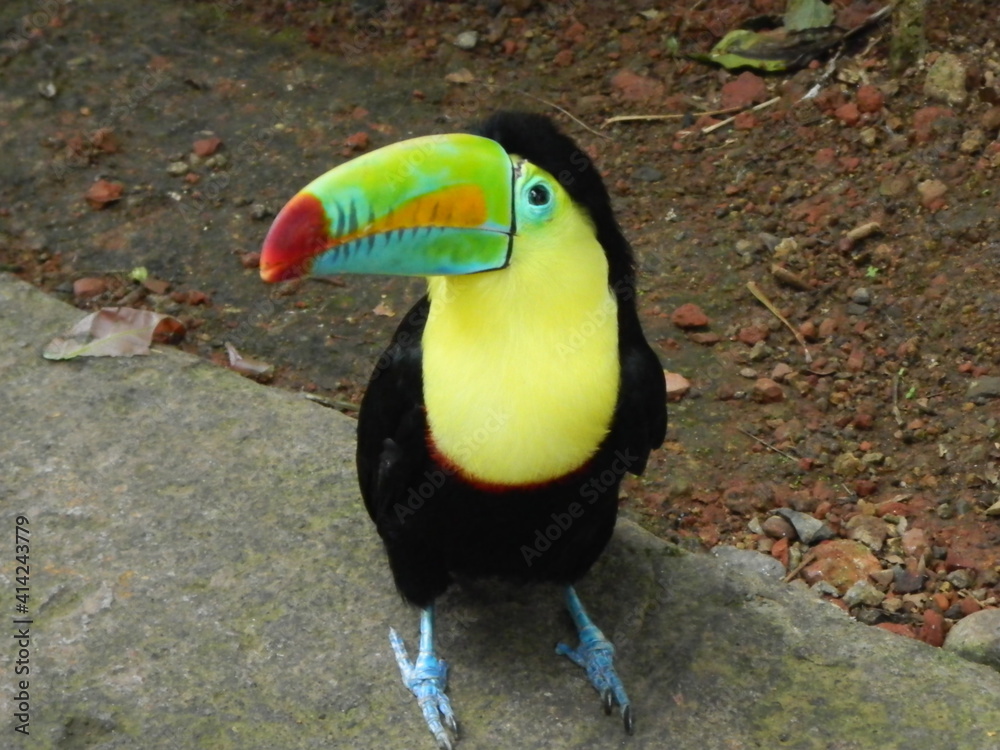 Tucan 