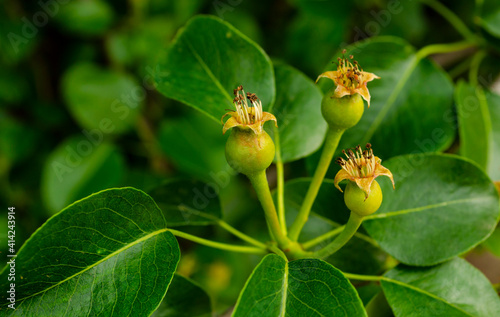 Green group of young pears on tree branch, selective focus close up. Beautiful young pear fruits after flowering in the orchard during spring season