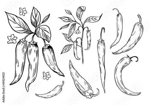 Spicy pepper. sketch illustration. Black outline on transparent background. Vector