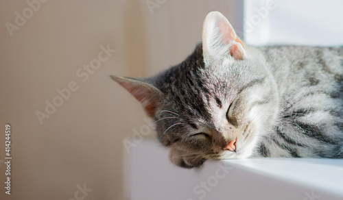 A cute gray cat sleeps on the windowsills in the sun. The kitten squints its eyes in a dream. Close-up. Copyspace