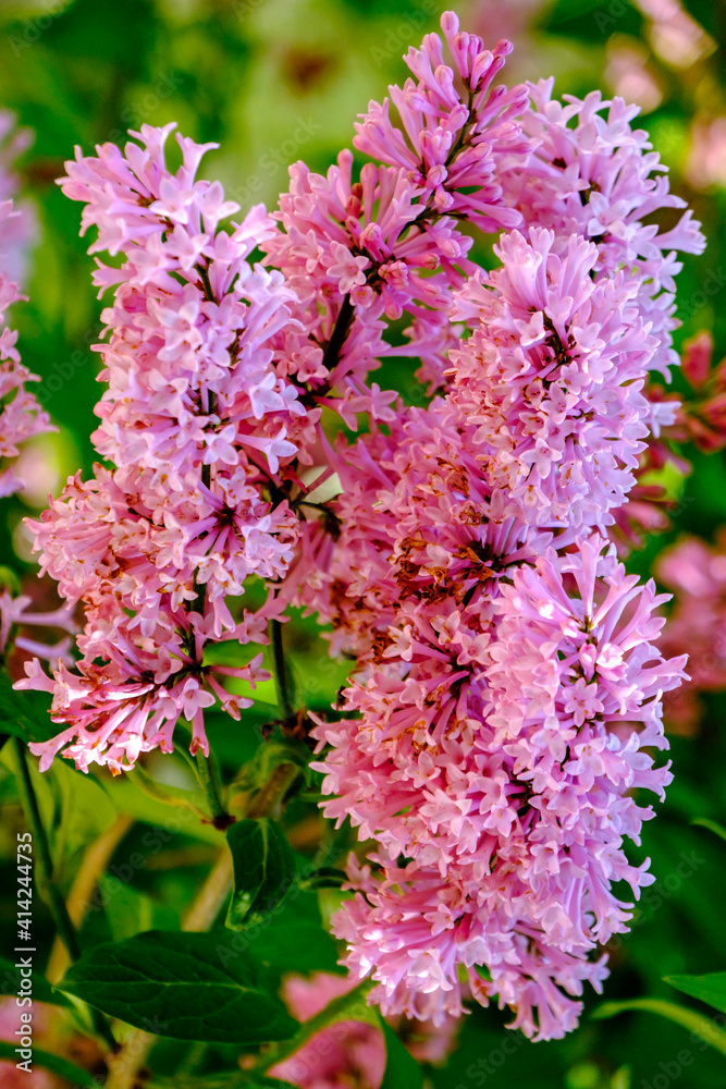 Fototapeta premium pink and white flowers