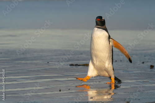 The Gentoo Penguin (Pygoscelis papua)