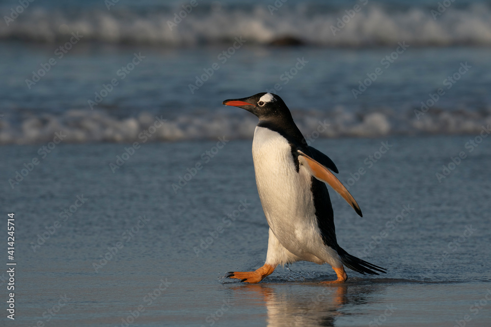 Naklejka premium The Gentoo Penguin (Pygoscelis papua)