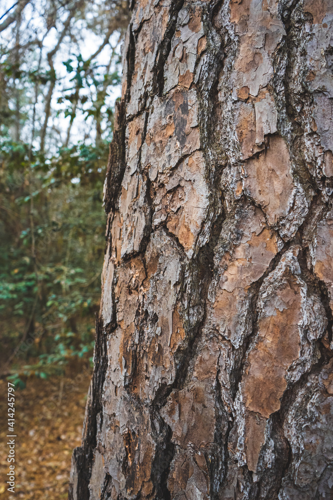 Close Up of a Tree Trunk