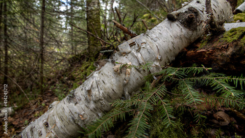 Fallen Birch Tree Fishing Outpost Ontario Canada Outdoors Wilderness Off Grid