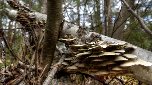 Mushrooms growing on birch tree Fishing Outpost Ontario Canada Outdoors Wilderness Off Grid