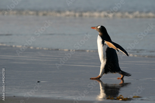 The Gentoo Penguin  Pygoscelis papua 