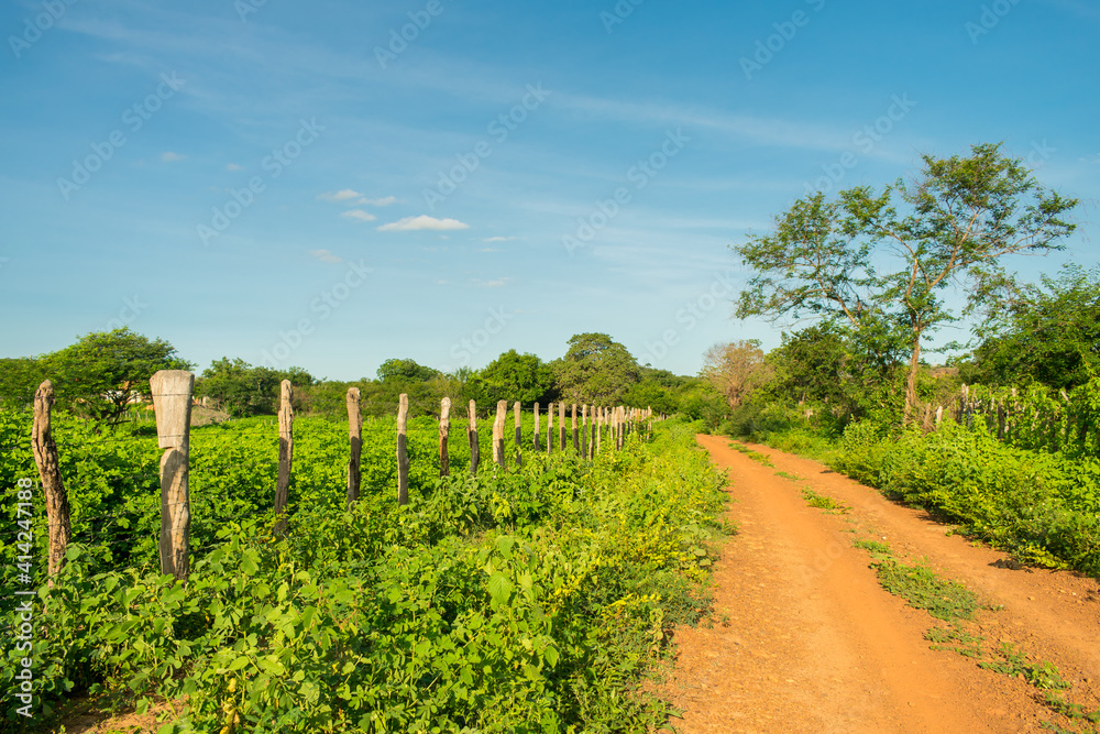 A view of the countryside of Oeiras, Piaui (caatinga biome) lush and green in the rainy season - Northeast Brazil