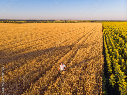 Aerial view of farmer standing in golden ripe wheat field and observing crops. Image is taken from drone.