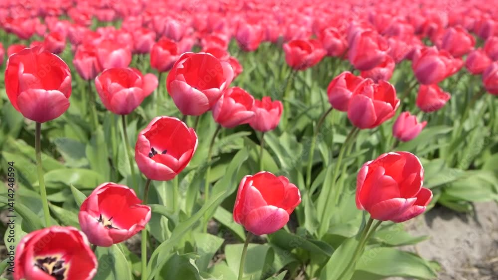 A big field with red tulips in Holland A big field with red tulips in Holland