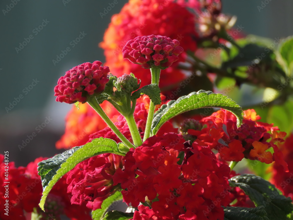 Beautiful branch with red Lantana flowers in the month of February in Israel. Close-up nature.