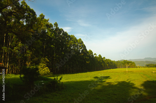 countryside, forest of pins, landscape, place to relax, lots of nature