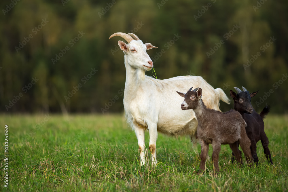 Obraz premium Domestic goats graze in the field in summer