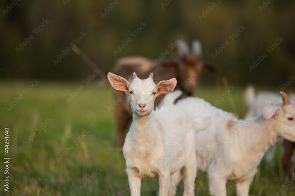Domestic goats graze in the field in summer Domestic goats graze in the field in summer