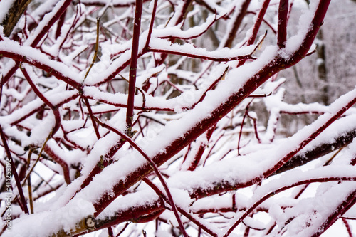 Chaotic spreading growth design of dogwood shrub branches covered with fresh snow in January, Michigan, USA © Thomas