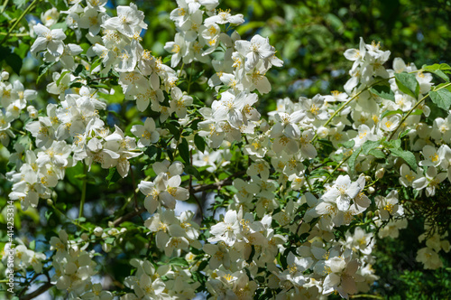 Soft close up of jasmine flowers Philadelphus lewisii on the bush with a blurred background in the spring garden. Selective focus