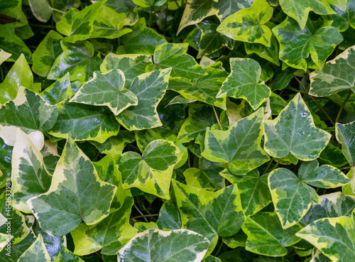 Close-up green ivy Hedera helix Goldchild carpet. Original texture of natural greenery. Background of elegant variegated leaves. Nature concept for design. Selective focus