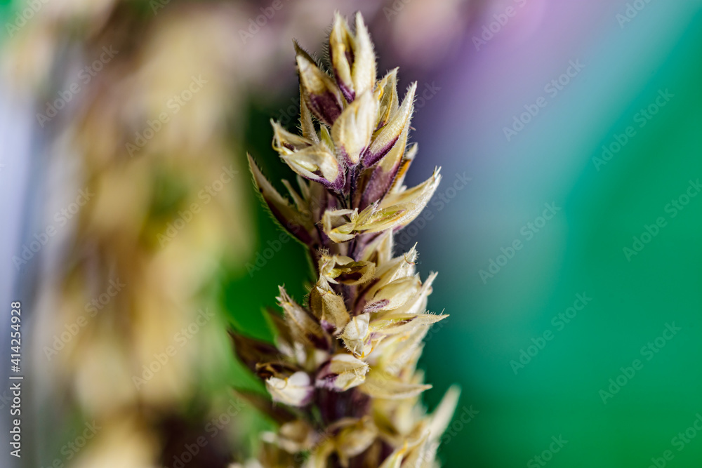 Fototapeta premium Macro shot of purple-yellow flowers. Blury background