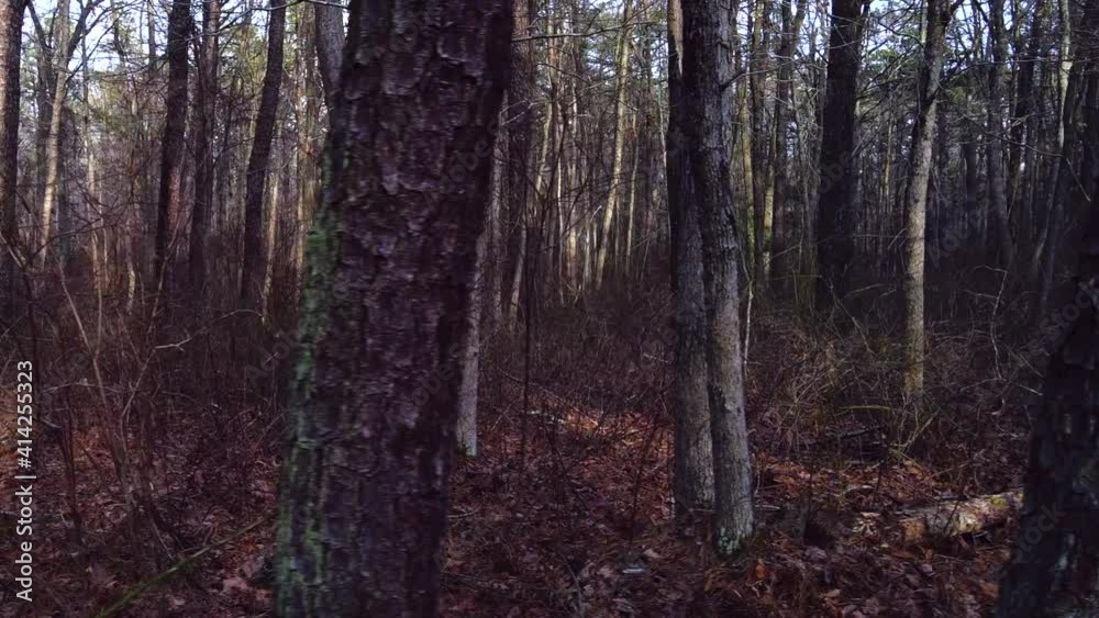 Bare forest during sunset 