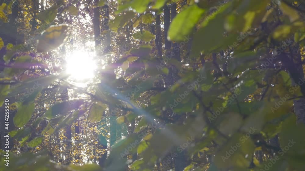 Sunburst light, flashing sun beams breaking through trees foliage, autumn forest scenery motion view Sunburst light, flashing sun beams breaking through trees foliage, autumn forest scenery motion view