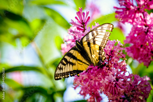 butterfly on flower