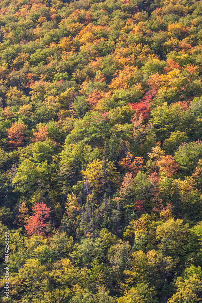 Canada, Nova Scotia, Cabot Trail. Cape Breton Highlands National Park, elevated view of autumn foliage.