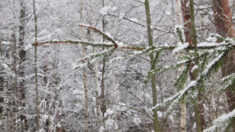 Hand in warm brown gloves shake of the snow from tree banch in winter forest. Snowflackes falling landscape. Hand in warm brown gloves shake of the snow from tree banch in winter forest. Snowflackes falling landscape.