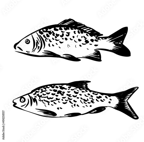 Fish hand drawn illustration in vector isolated on white background. Fish icon logo in retro old style
