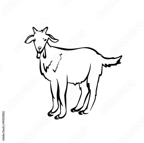 Goat icon logo in vector in hand drawn style on white background. Goat illustration in old style