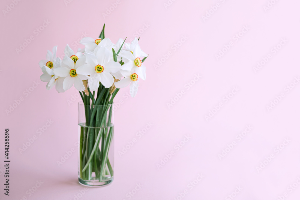 Bouquet of white flowers daffodils in vase on pink background, copy space